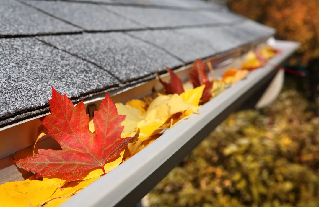 Bright fall leaves in a roof gutter